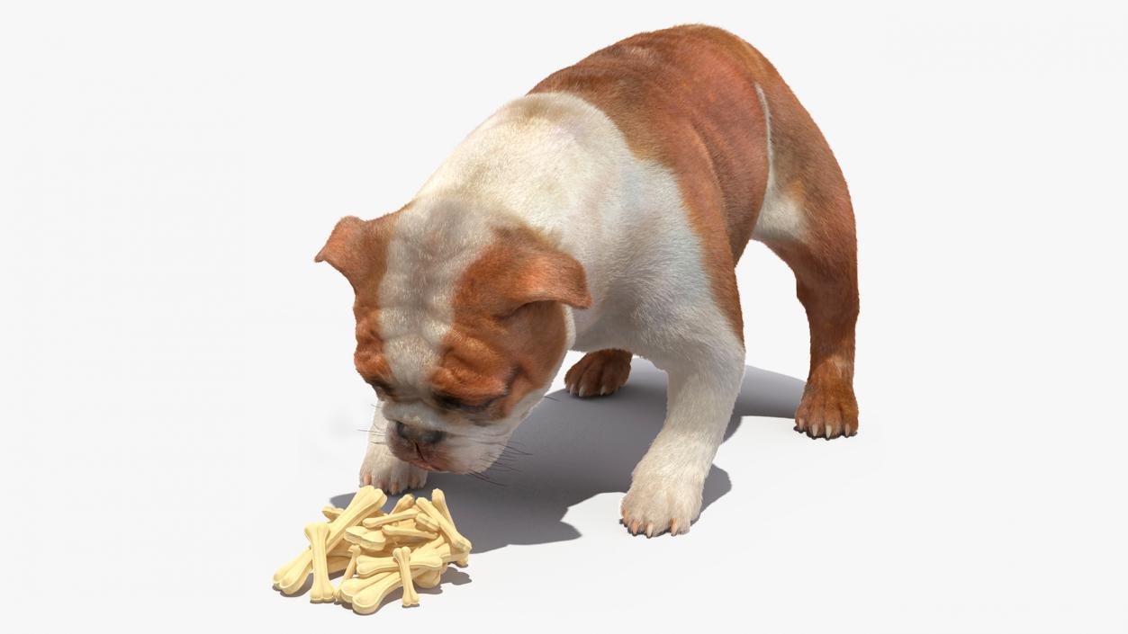 Bulldog Sniffs a Pile of Bones Fur 3D model