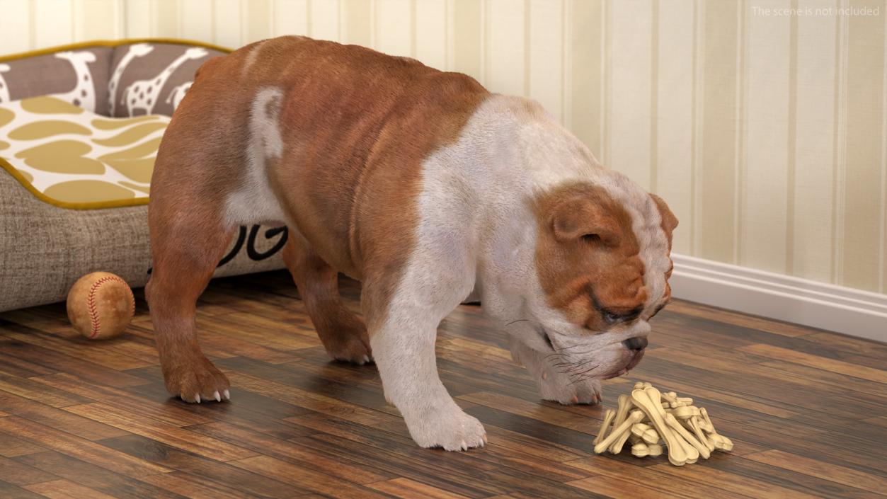 Bulldog Sniffs a Pile of Bones Fur 3D model