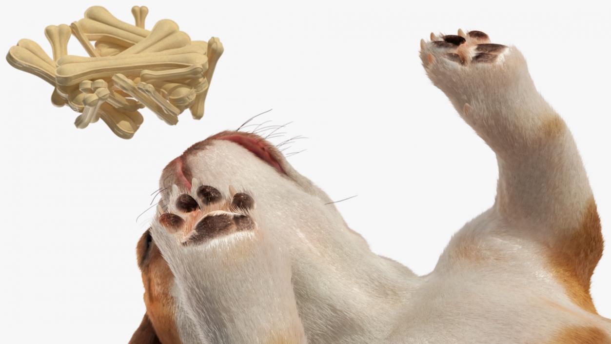 Bulldog Sniffs a Pile of Bones Fur 3D model