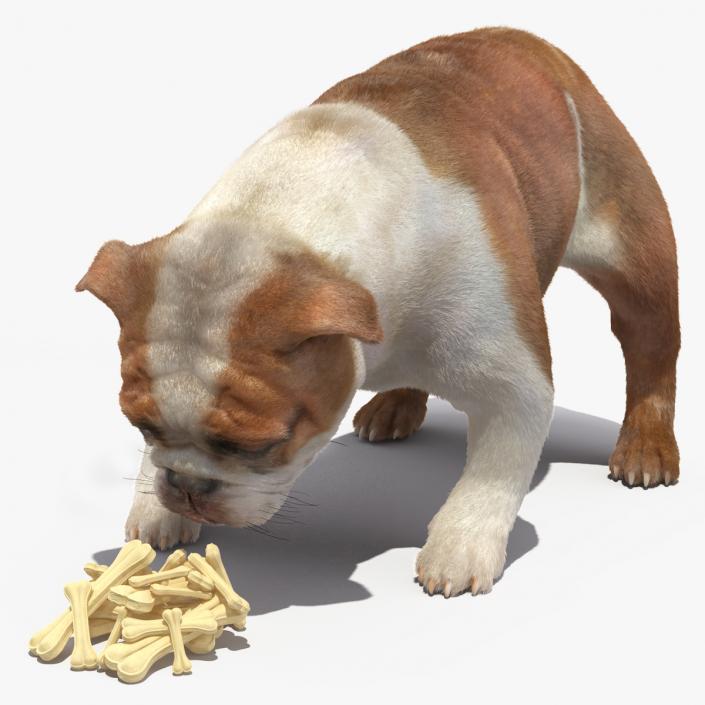 Bulldog Sniffs a Pile of Bones Fur 3D model