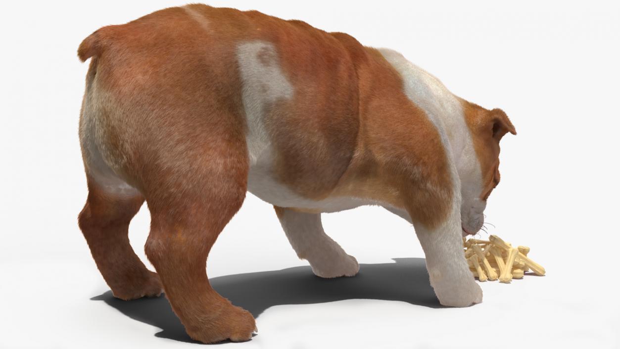 Bulldog Sniffs a Pile of Bones Fur 3D model