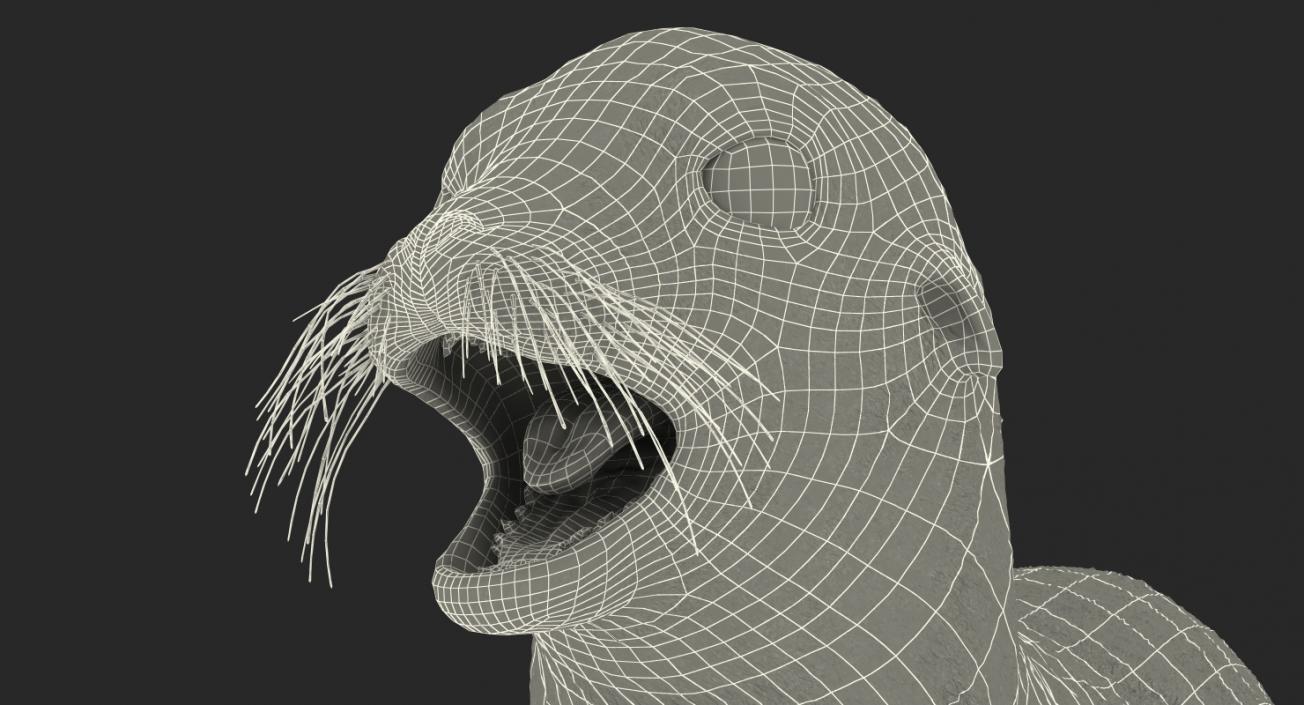 3D model Sea Lion and Baby Rigged Collection