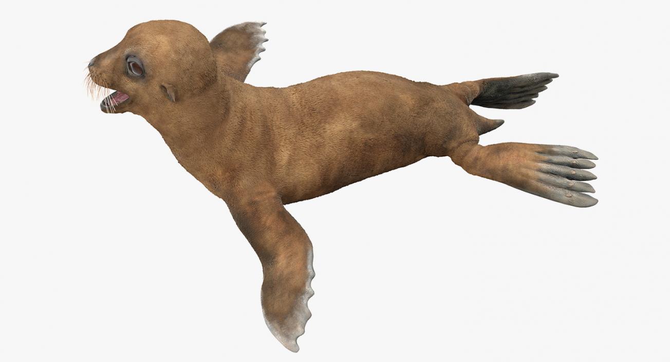 3D model Sea Lion and Baby Rigged Collection