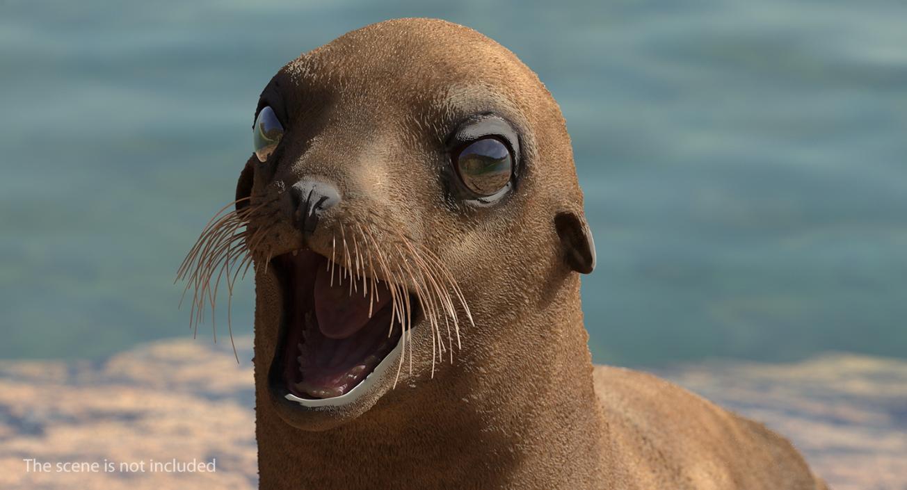 3D model Sea Lion and Baby Rigged Collection