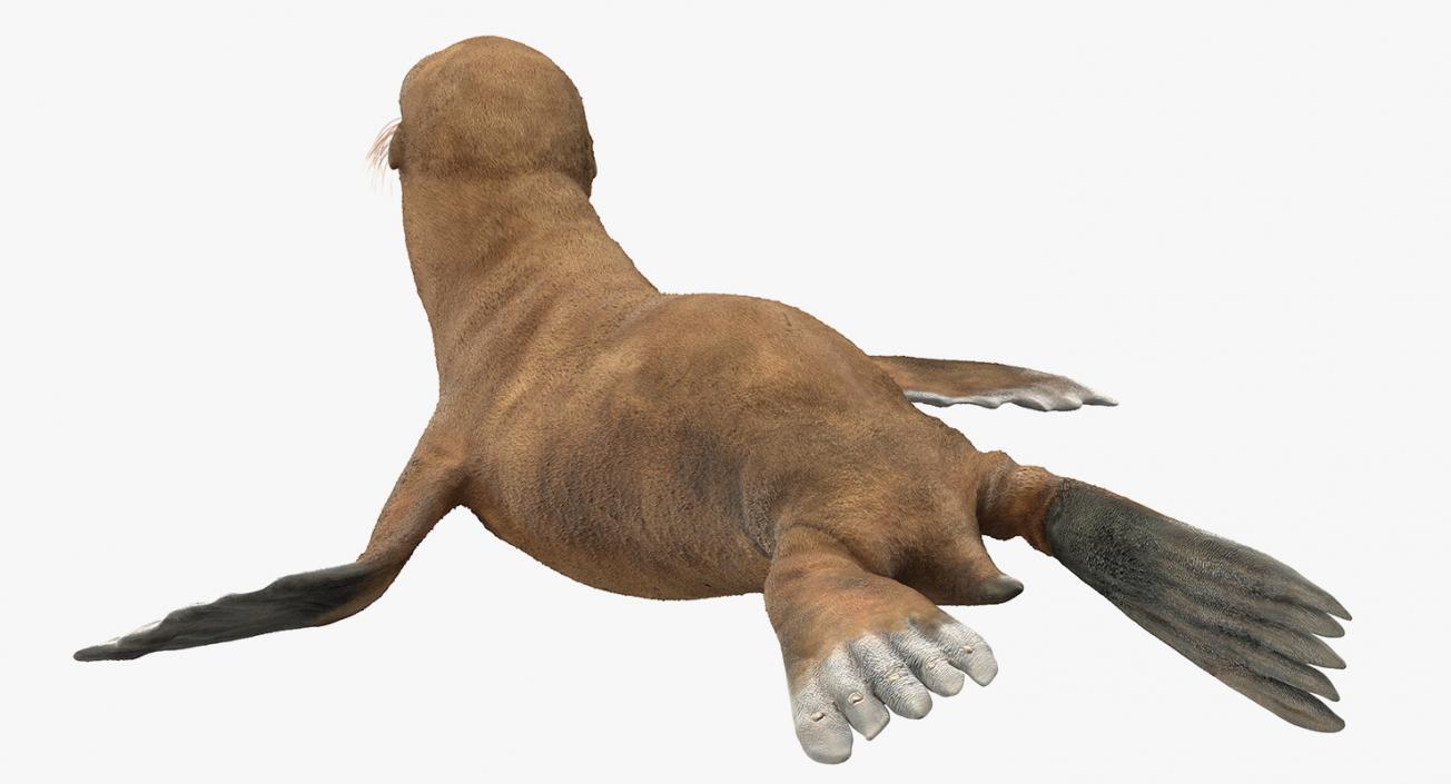 3D model Sea Lion and Baby Rigged Collection