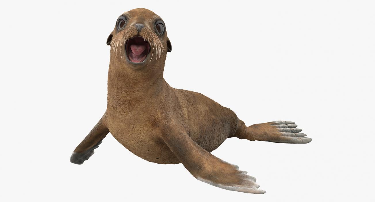 3D model Sea Lion and Baby Rigged Collection