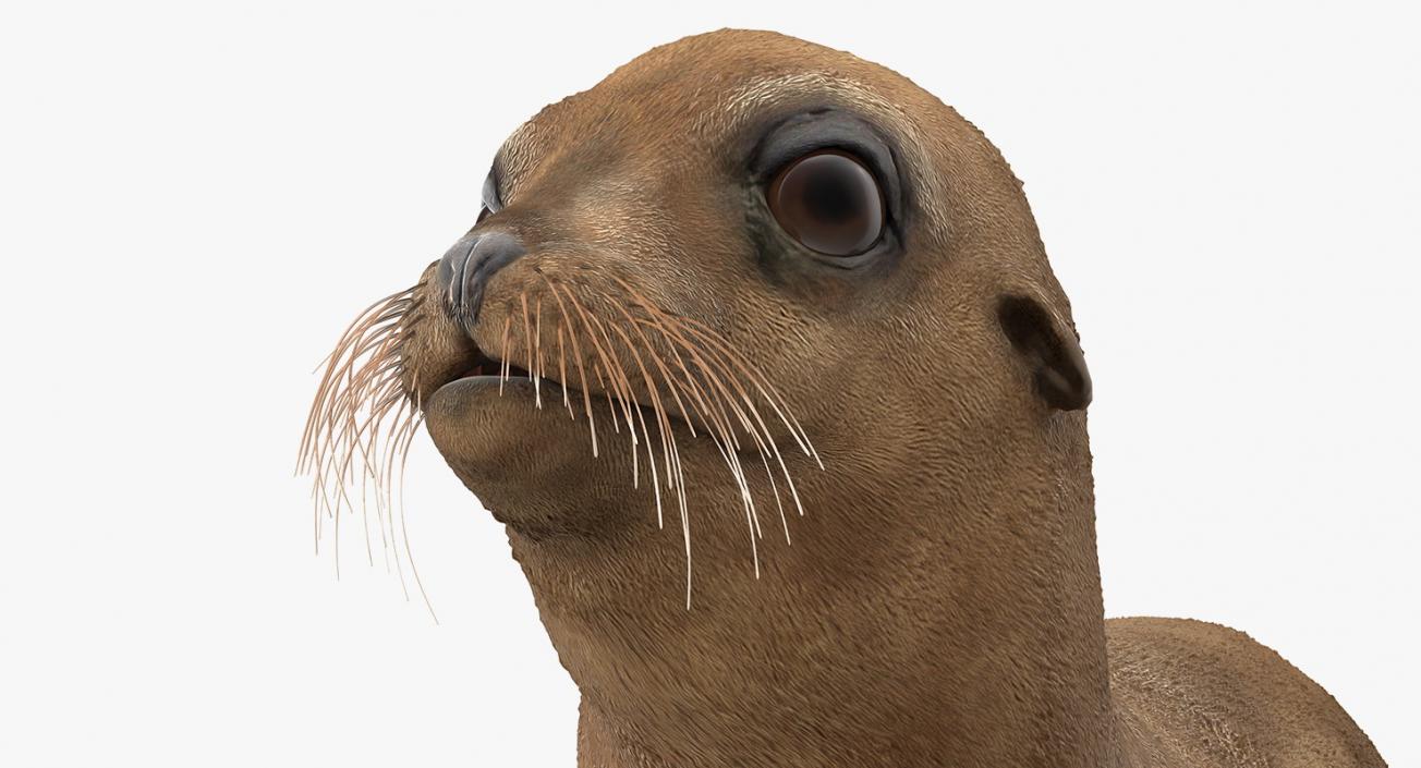 3D model Sea Lion and Baby Rigged Collection