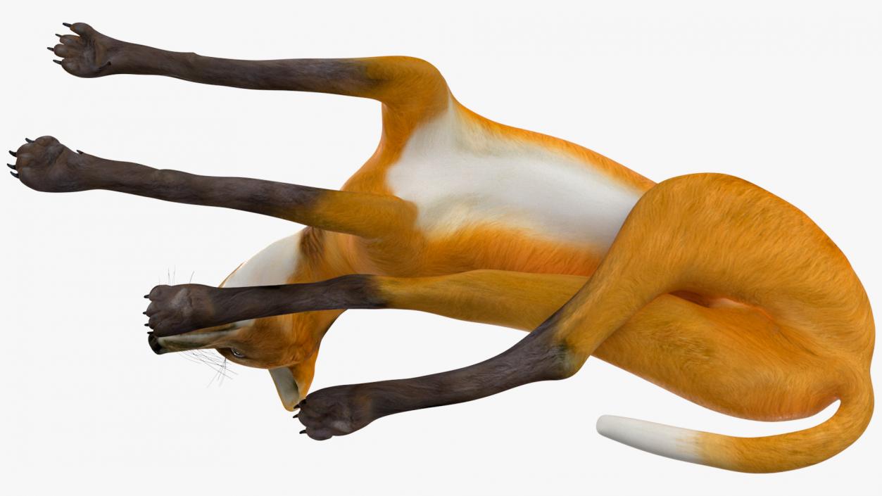 3D model Chrysocyon Reclining