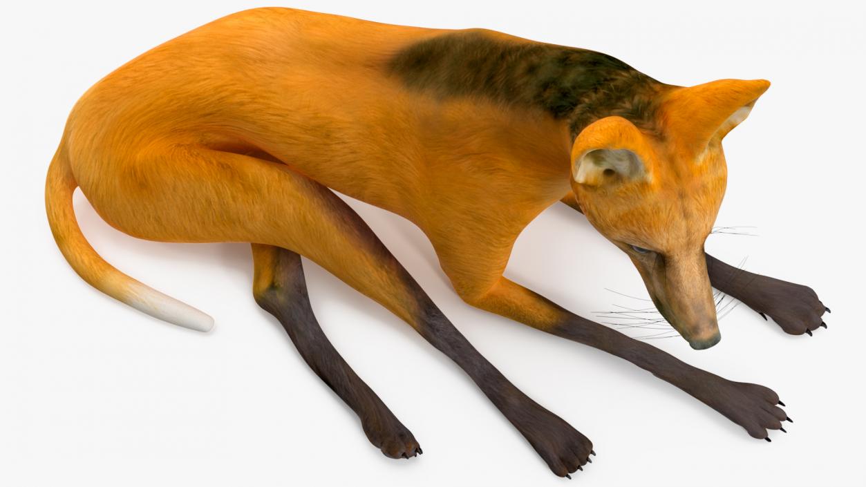 3D model Chrysocyon Reclining