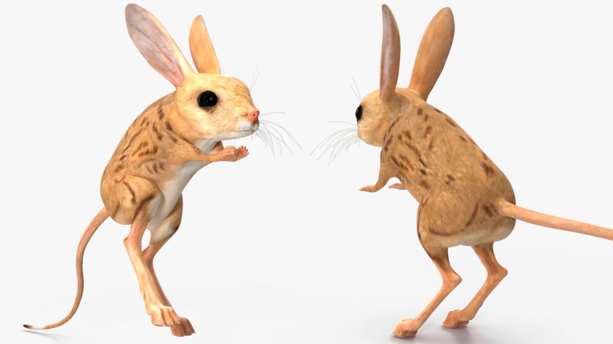 3D model Desert Jerboa Rigged