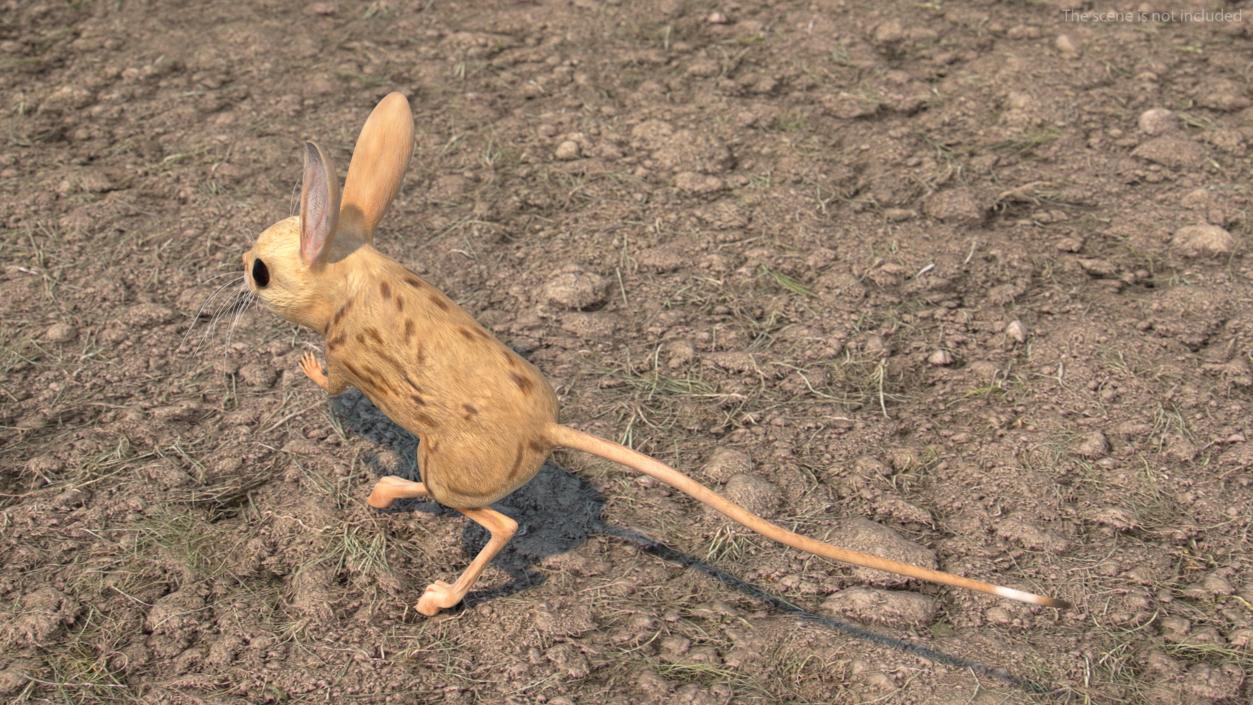 3D model Desert Jerboa Rigged