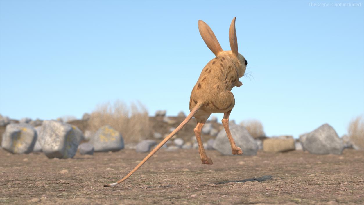 3D model Desert Jerboa Rigged