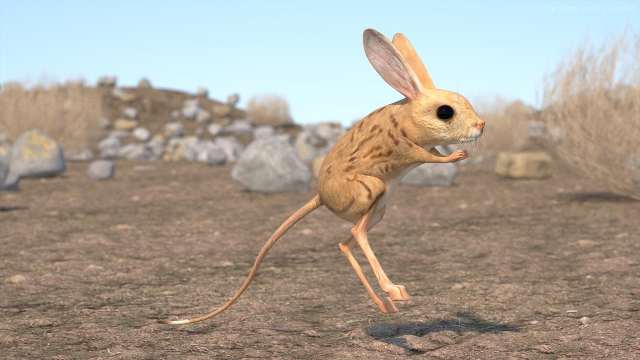 3D model Desert Jerboa Rigged