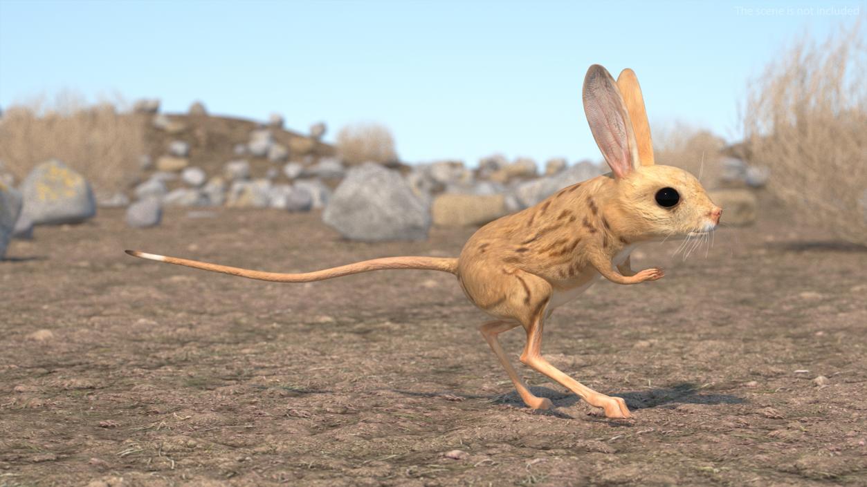 3D model Desert Jerboa Rigged