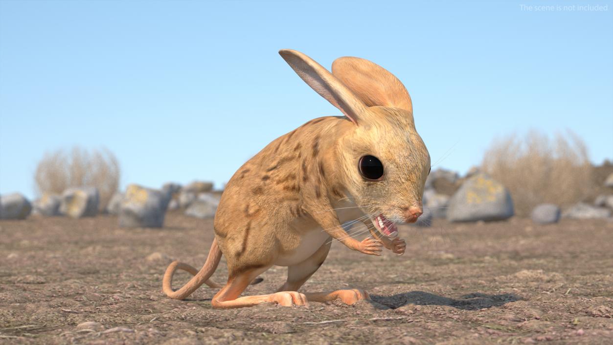 3D model Desert Jerboa Rigged