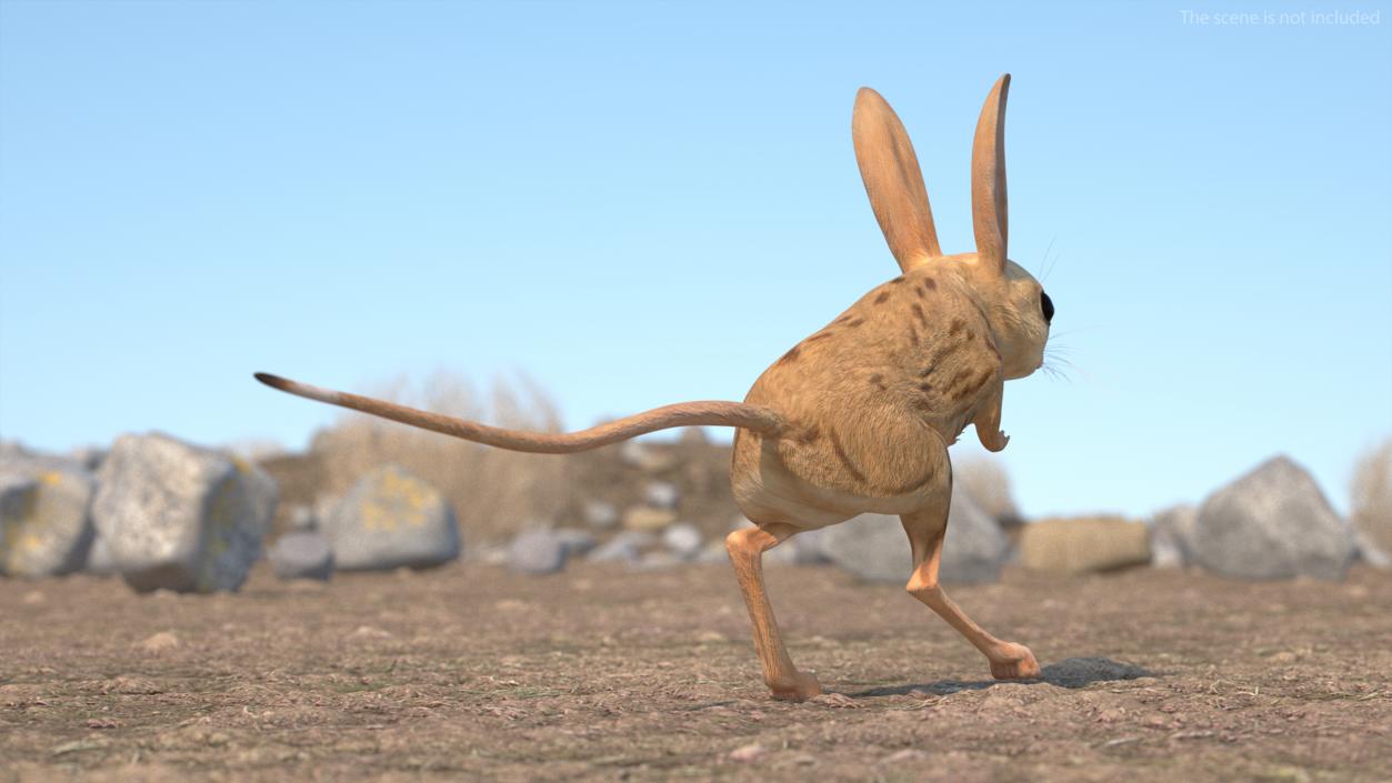 3D model Desert Jerboa Rigged