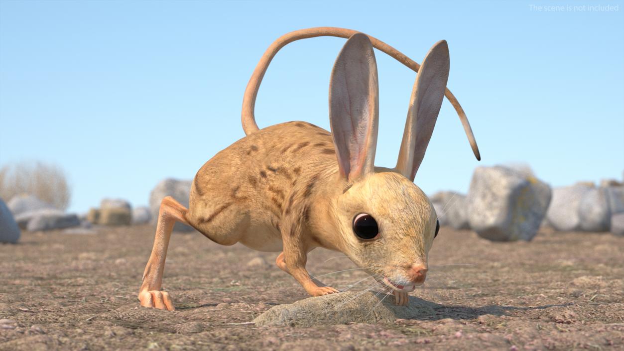 3D model Desert Jerboa Rigged