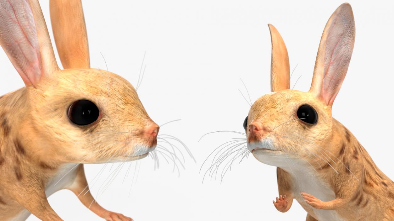 3D model Desert Jerboa Rigged