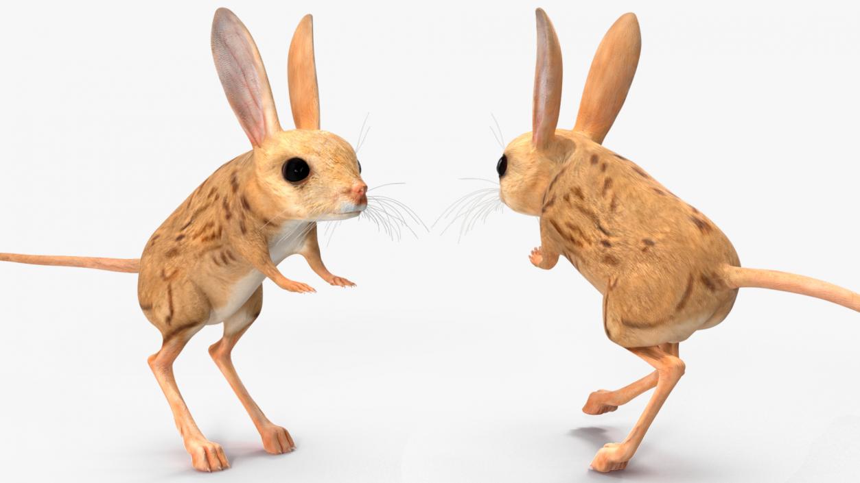 3D model Desert Jerboa Rigged