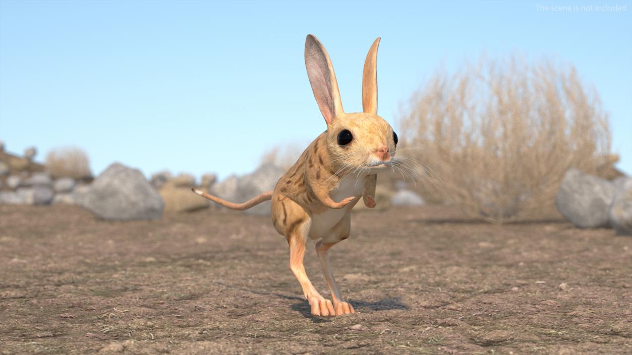 3D model Desert Jerboa Rigged