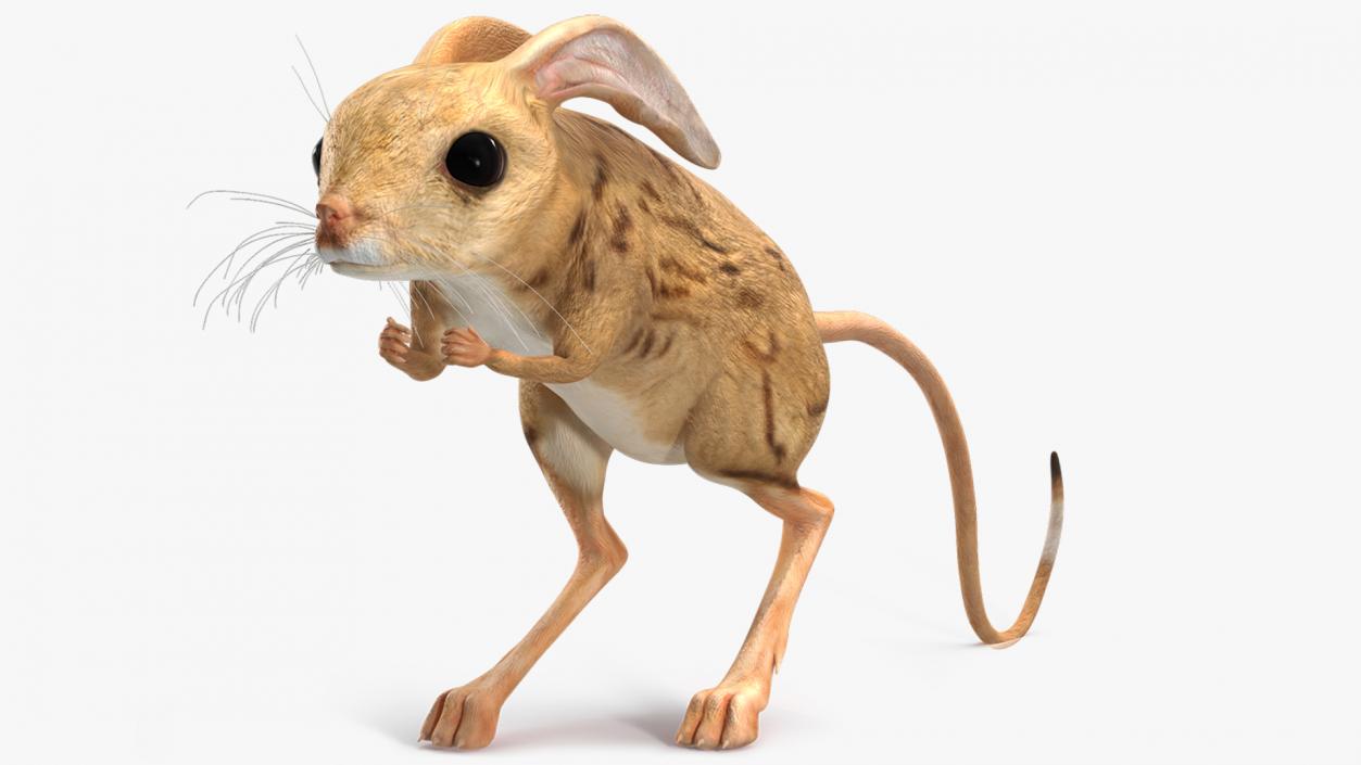 3D model Desert Jerboa Rigged