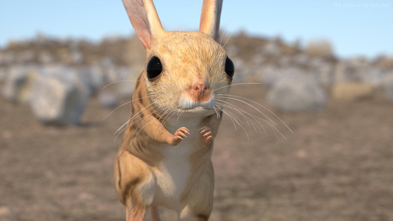 3D model Desert Jerboa Rigged