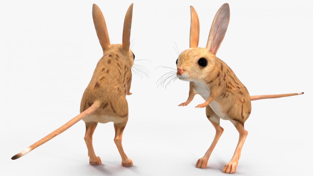 3D model Desert Jerboa Rigged