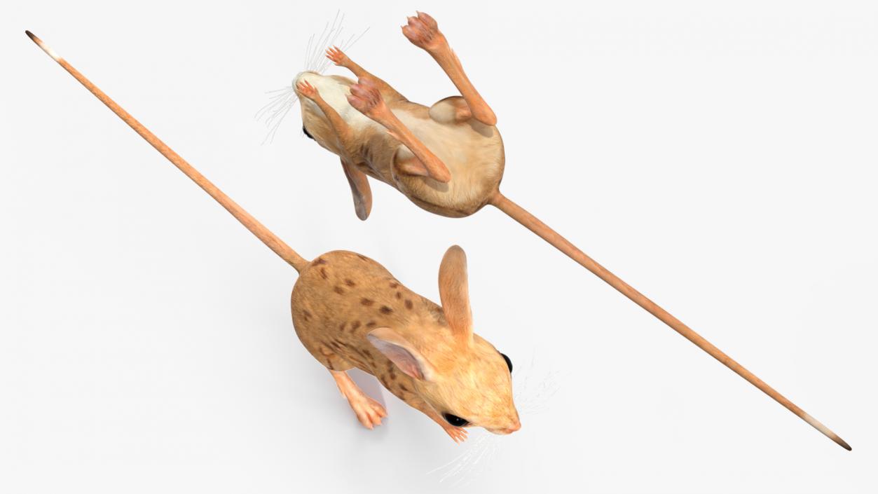 3D model Desert Jerboa Rigged