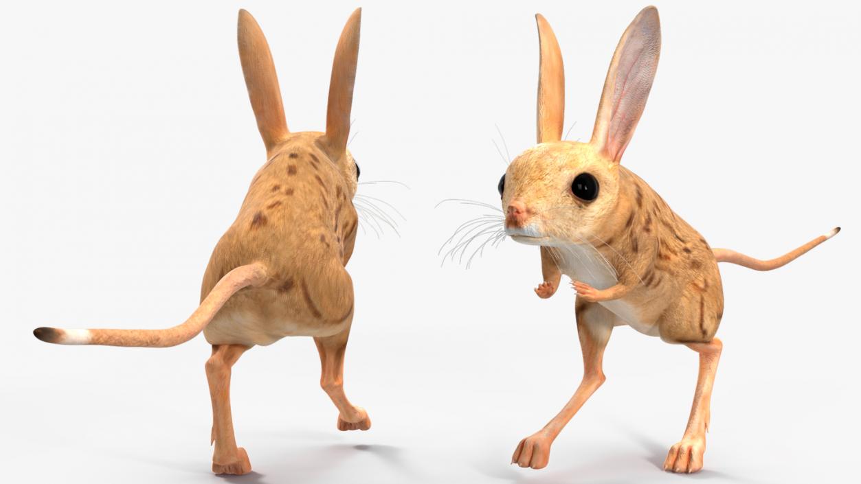 3D model Desert Jerboa Rigged