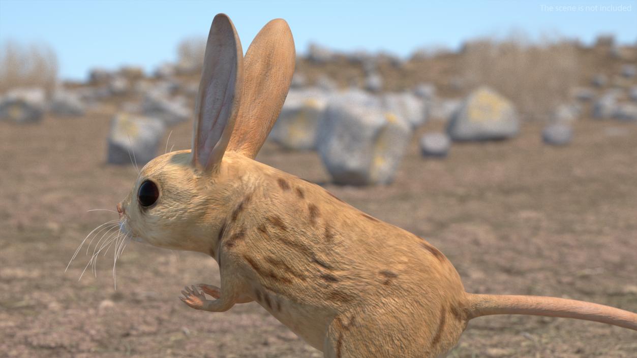 3D model Desert Jerboa Rigged