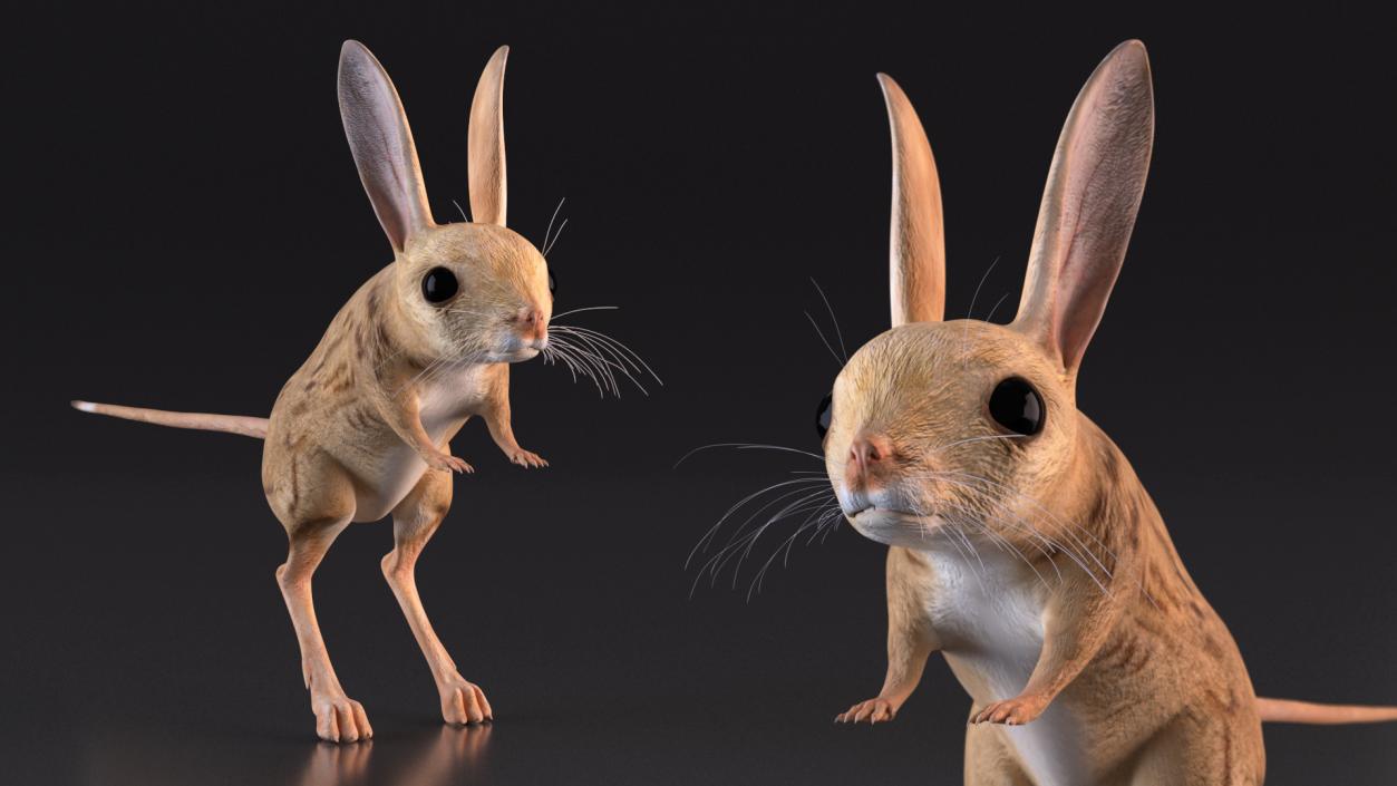 3D model Desert Jerboa Rigged