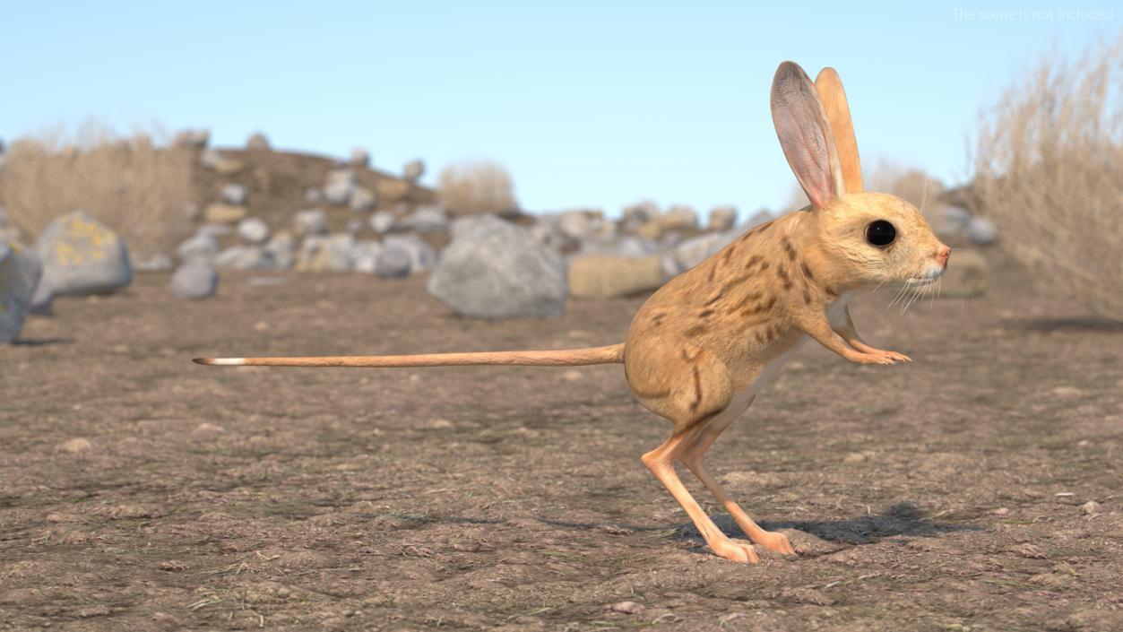 3D model Desert Jerboa Rigged