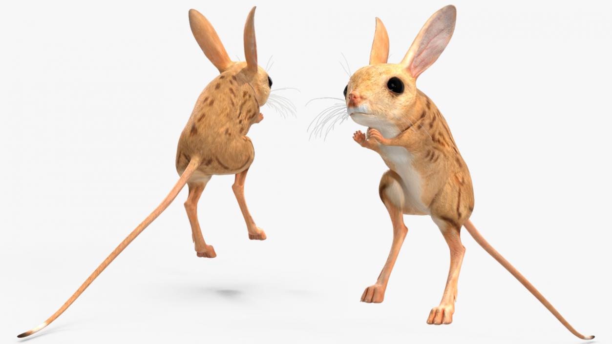 3D model Desert Jerboa Rigged