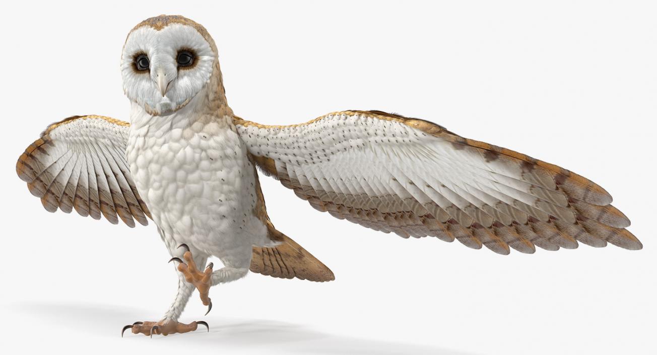 3D model Barn Owl Rigged