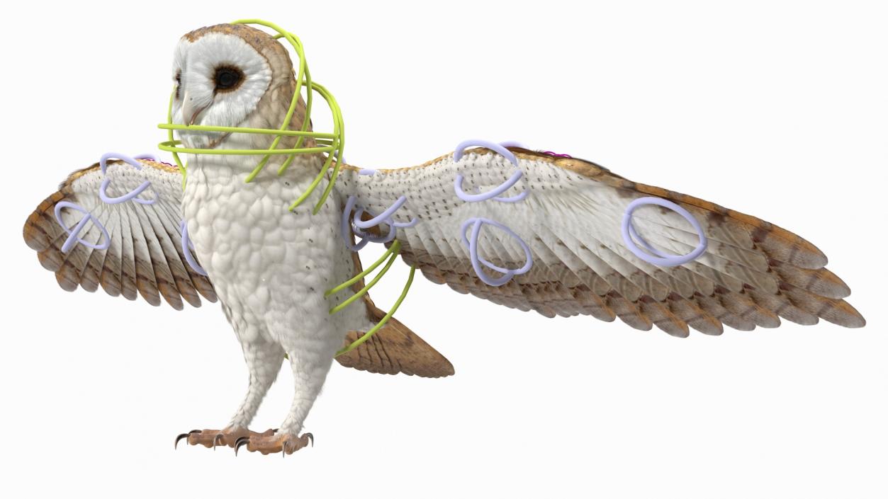 3D model Barn Owl Rigged