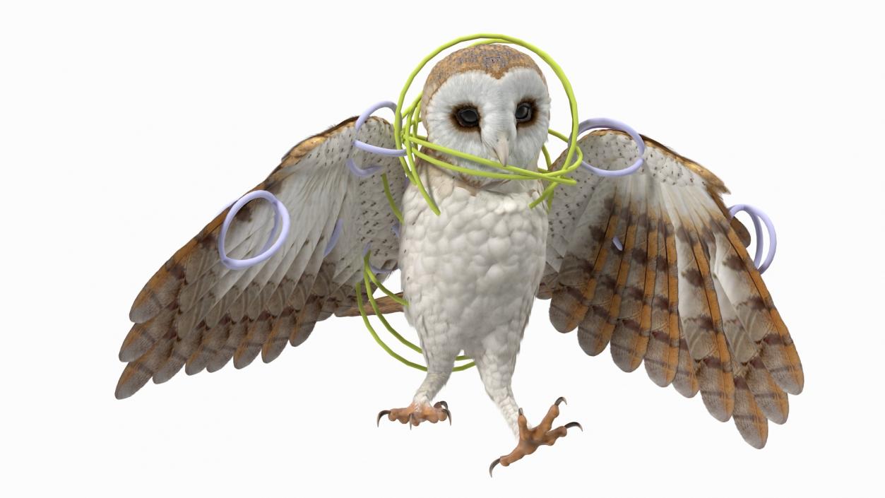 3D model Barn Owl Rigged