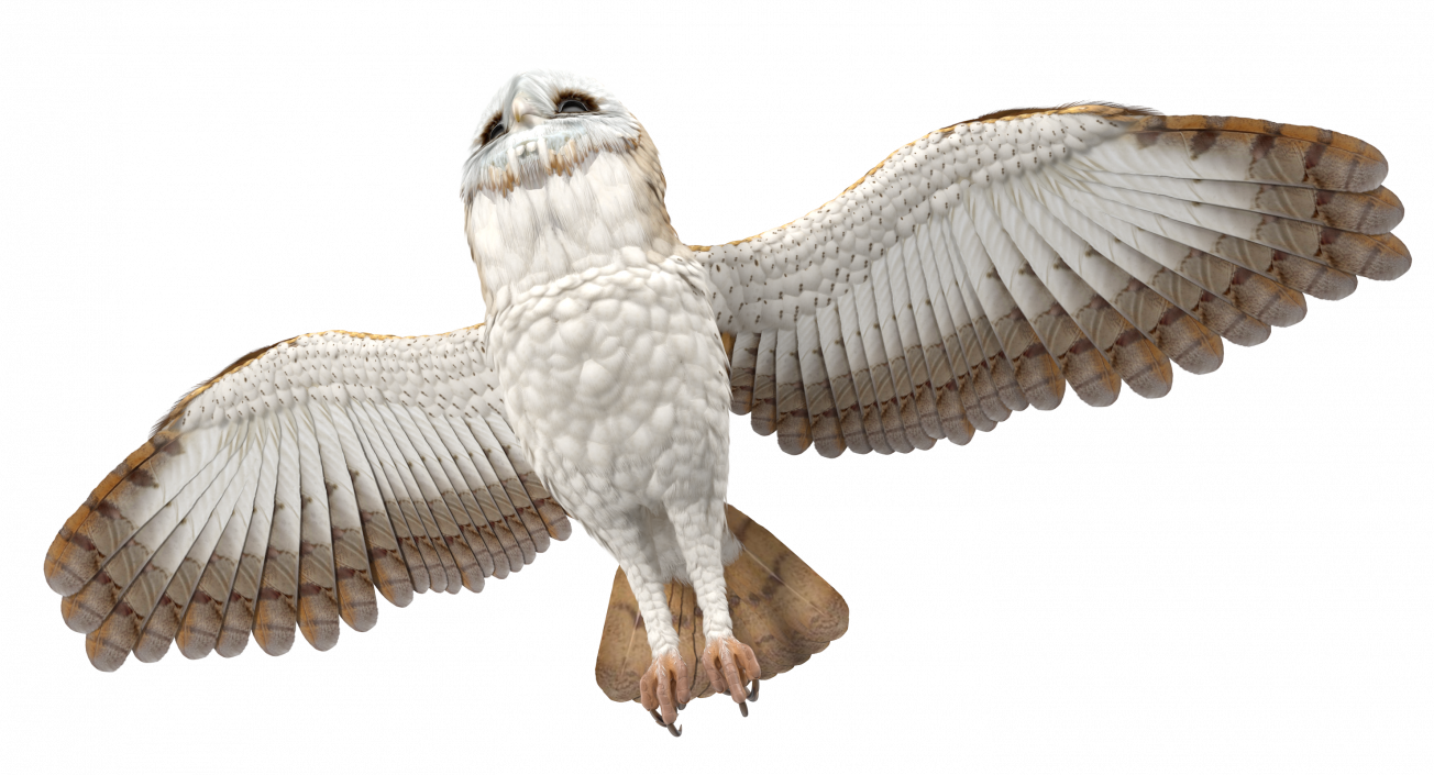 3D model Barn Owl Rigged