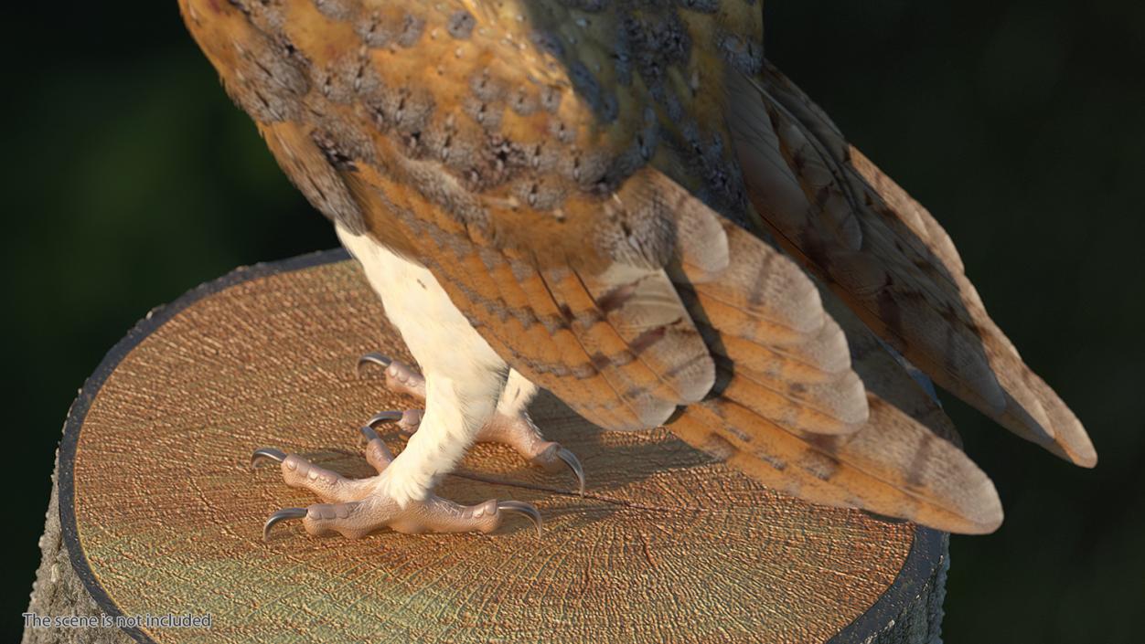 3D model Barn Owl Rigged