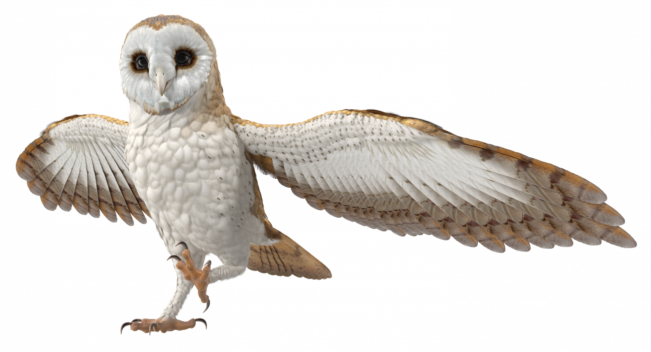 3D model Barn Owl Rigged