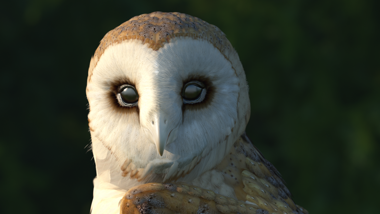 3D model Barn Owl Rigged