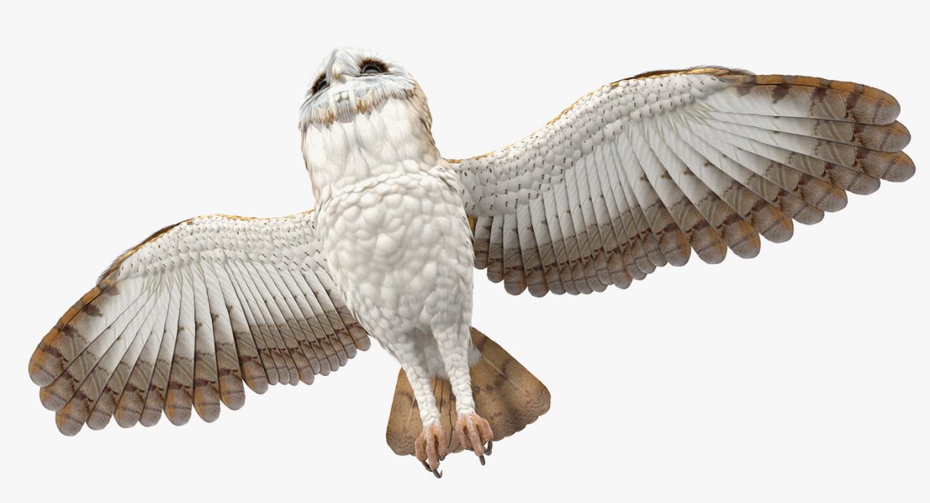 3D model Barn Owl Rigged