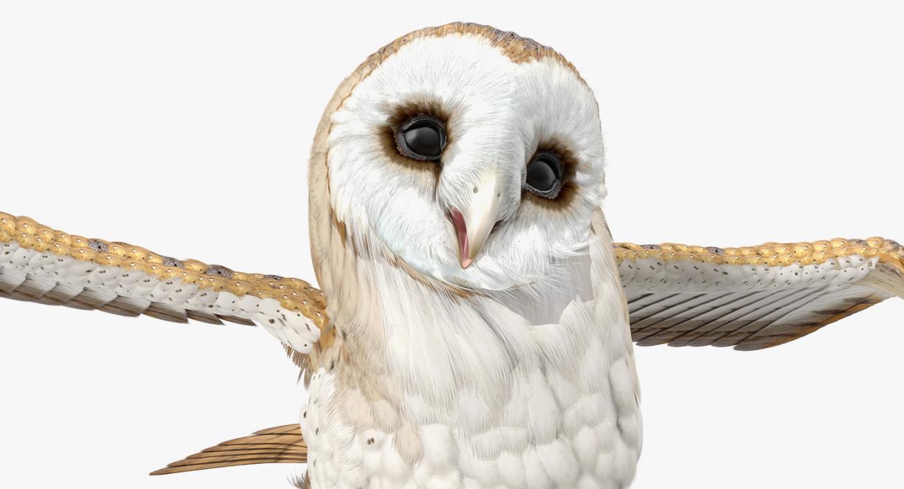 3D model Barn Owl Rigged