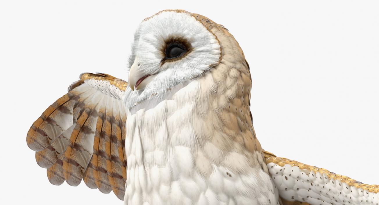 3D model Barn Owl Rigged