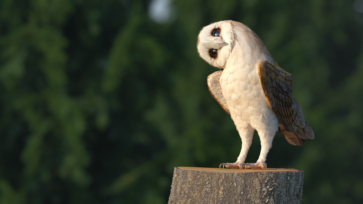 3D model Barn Owl Rigged