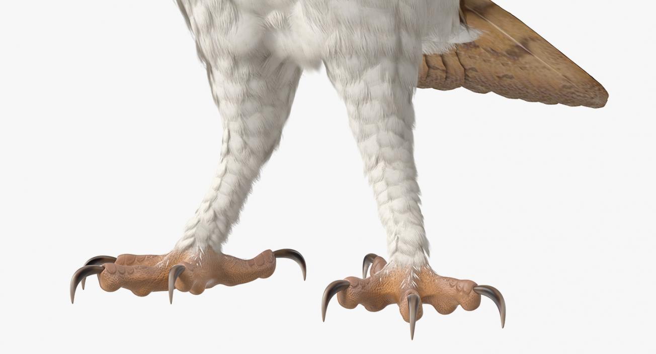 3D model Barn Owl Rigged