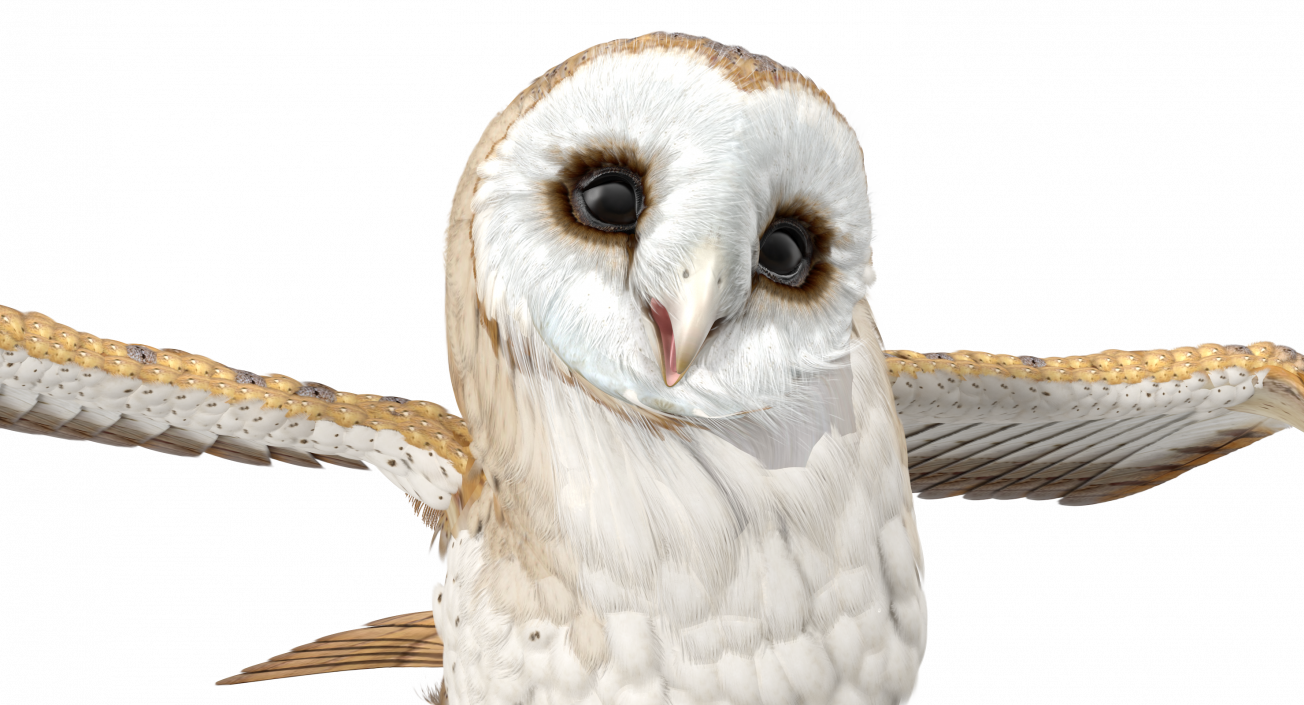 3D model Barn Owl Rigged