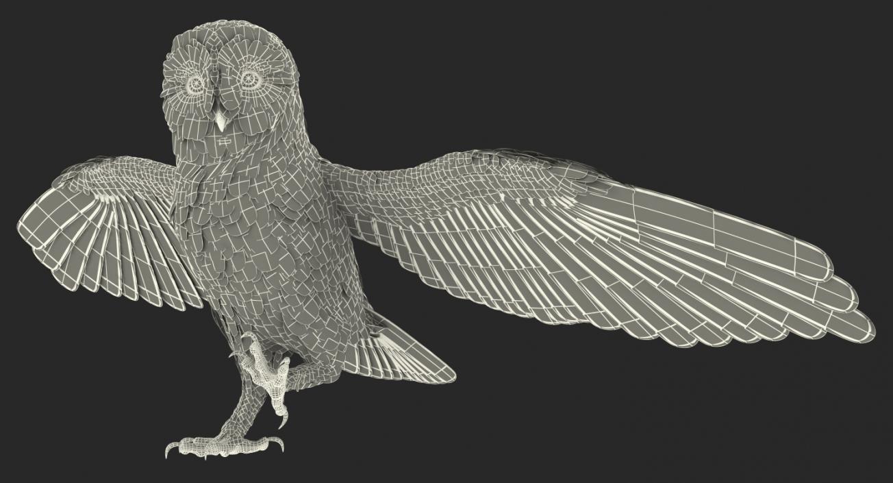 3D model Barn Owl Rigged