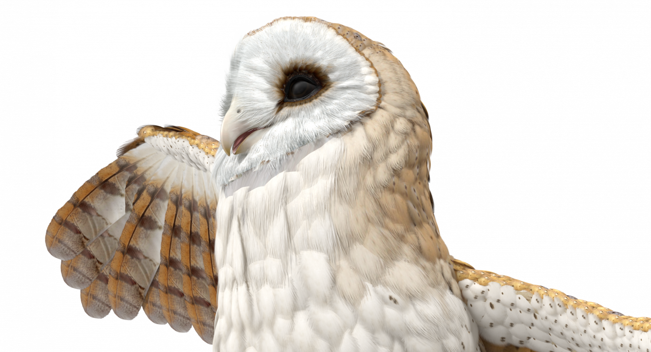 3D model Barn Owl Rigged