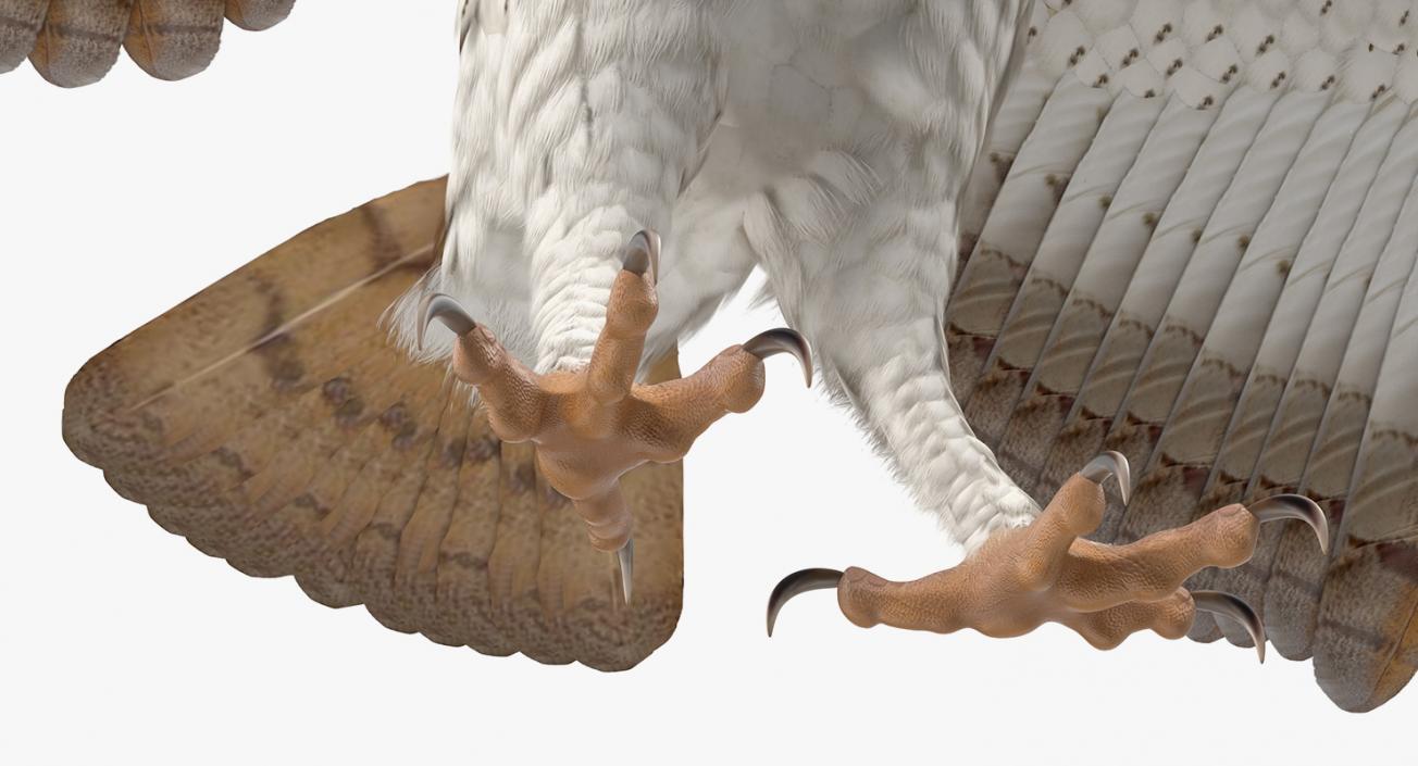 3D model Barn Owl Rigged