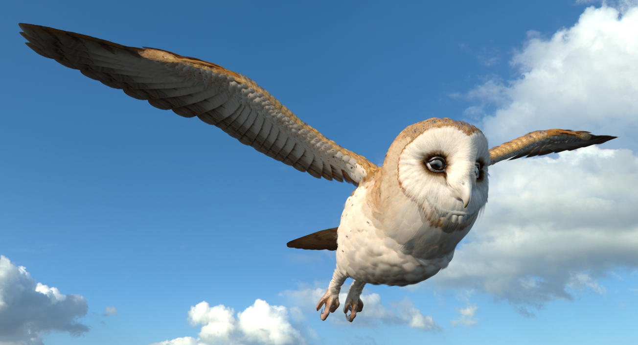 3D model Barn Owl Rigged